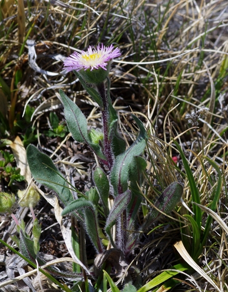 Pflanzenbild gross Verkanntes Berufkraut - Erigeron neglectus