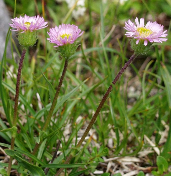 Pflanzenbild gross Verkanntes Berufkraut - Erigeron neglectus