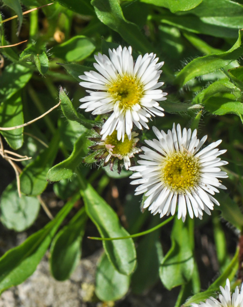 Pflanzenbild gross Verkanntes Berufkraut - Erigeron neglectus