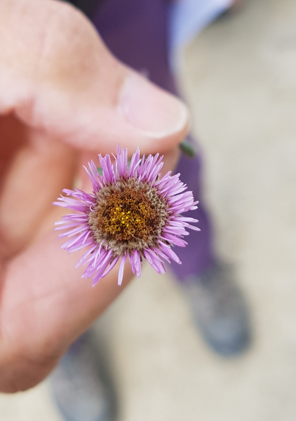 Pflanzenbild gross Verkanntes Berufkraut - Erigeron neglectus