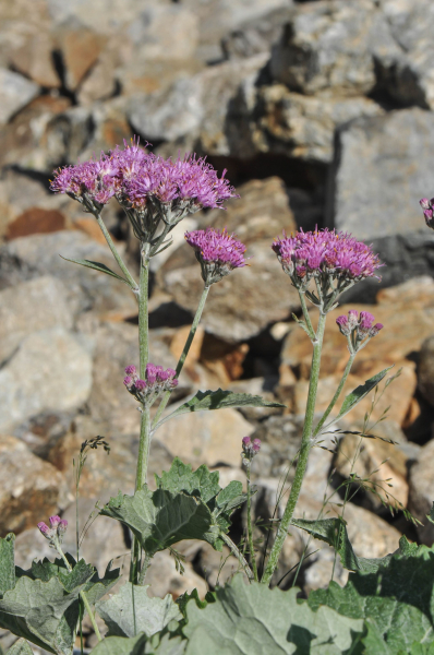 Pflanzenbild gross Filziger Alpendost - Adenostyles leucophylla