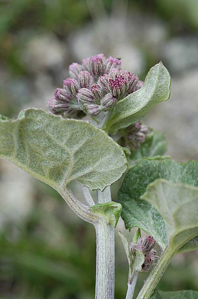 Pflanzenbild gross Filziger Alpendost - Adenostyles leucophylla