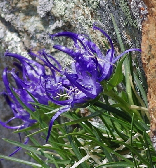 Pflanzenbild gross Niedrige Rapunzel - Phyteuma humile