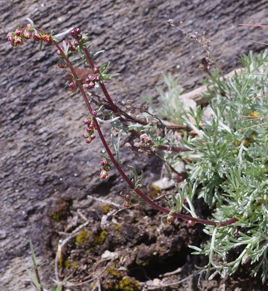 Pflanzenbild gross Nordischer Beifuss - Artemisia borealis