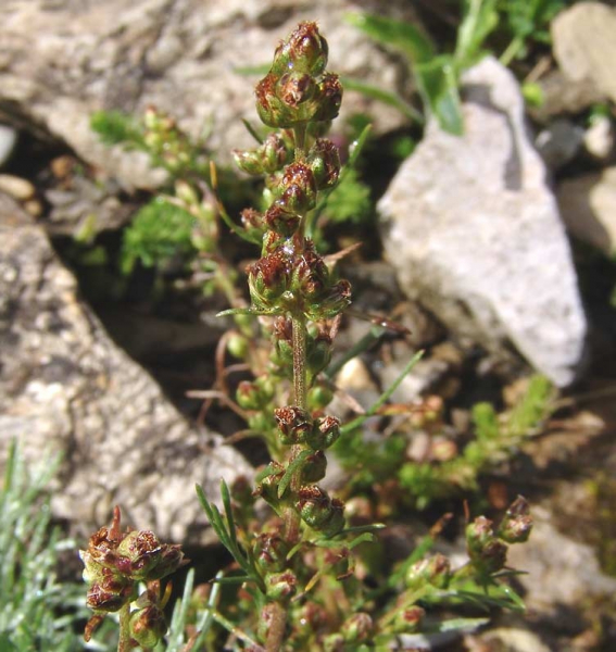 Pflanzenbild gross Nordischer Beifuss - Artemisia borealis