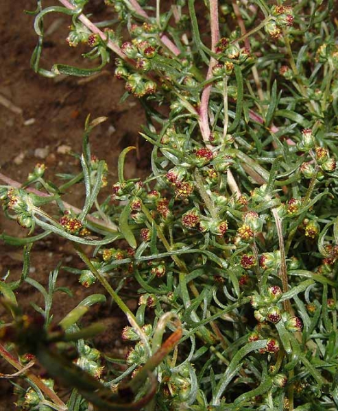 Pflanzenbild gross Nordischer Beifuss - Artemisia borealis