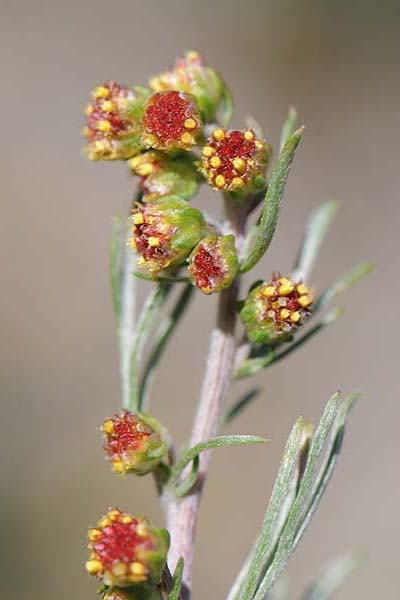 Pflanzenbild gross Nordischer Beifuss - Artemisia borealis