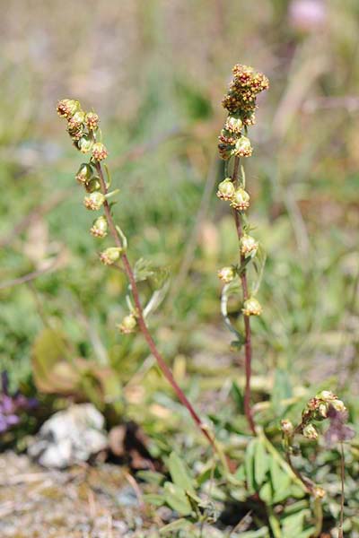 Pflanzenbild gross Nordischer Beifuss - Artemisia borealis