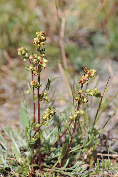 Pflanzenbild gross Nordischer Beifuss - Artemisia borealis