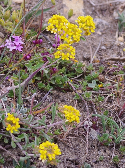 Pflanzenbild gross Alpen-Steinkraut - Alyssum alpestre