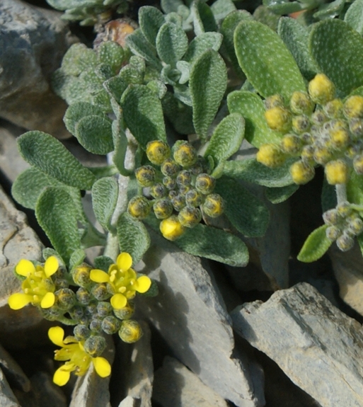 Pflanzenbild gross Alpen-Steinkraut - Alyssum alpestre