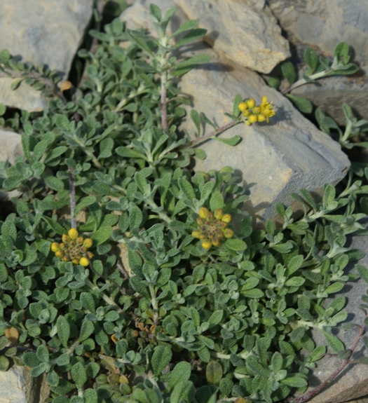 Pflanzenbild gross Alpen-Steinkraut - Alyssum alpestre