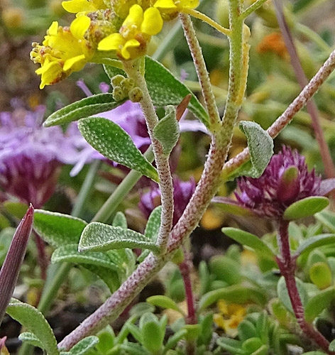 Pflanzenbild gross Alpen-Steinkraut - Alyssum alpestre
