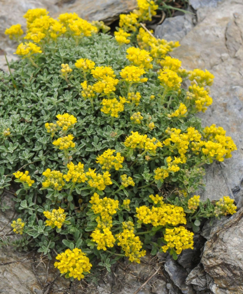 Pflanzenbild gross Alpen-Steinkraut - Alyssum alpestre