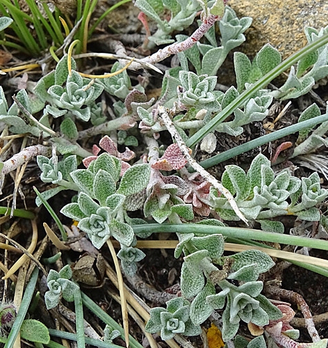 Pflanzenbild gross Alpen-Steinkraut - Alyssum alpestre