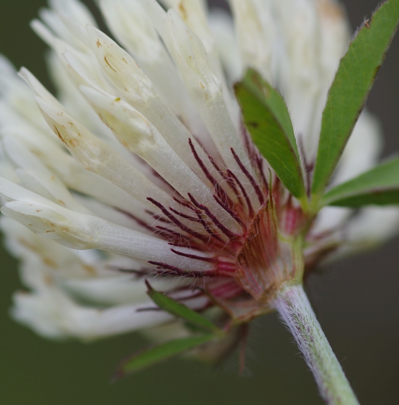 Pflanzenbild gross Schnee-Rot-Klee - Trifolium pratense subsp. nivale