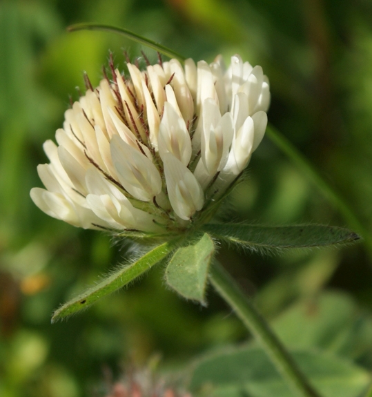 Pflanzenbild gross Schnee-Rot-Klee - Trifolium pratense subsp. nivale