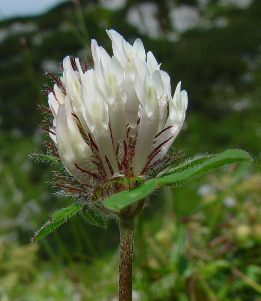 Pflanzenbild gross Schnee-Rot-Klee - Trifolium pratense subsp. nivale