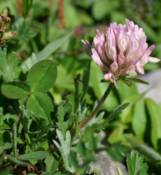 Pflanzenbild gross Schnee-Rot-Klee - Trifolium pratense subsp. nivale