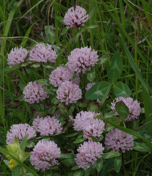 Pflanzenbild gross Schnee-Rot-Klee - Trifolium pratense subsp. nivale