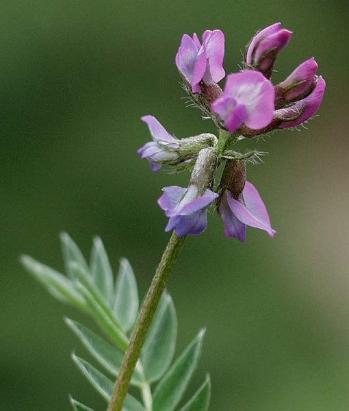 Pflanzenbild gross Lappländer Spitzkiel - Oxytropis lapponica