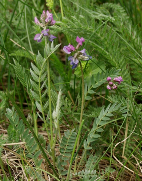 Pflanzenbild gross Lappländer Spitzkiel - Oxytropis lapponica