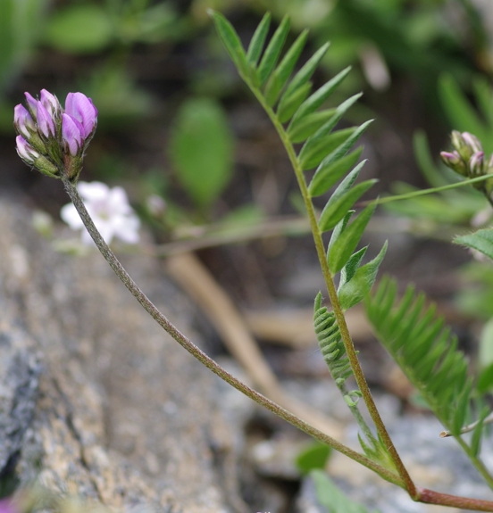 Pflanzenbild gross Lappländer Spitzkiel - Oxytropis lapponica
