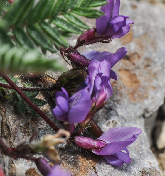 Pflanzenbild gross Lappländer Spitzkiel - Oxytropis lapponica
