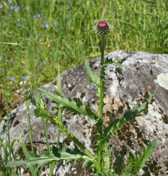 Pflanzenbild gross Rätische Berg-Distel - Carduus defloratus subsp. tridentinus