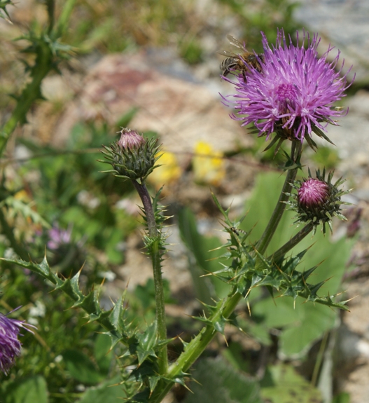 Pflanzenbild gross Rätische Berg-Distel - Carduus defloratus subsp. tridentinus
