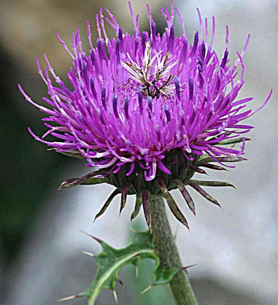 Pflanzenbild gross Rätische Berg-Distel - Carduus defloratus subsp. tridentinus
