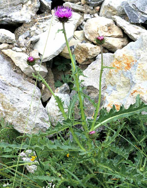 Pflanzenbild gross Rätische Berg-Distel - Carduus defloratus subsp. tridentinus