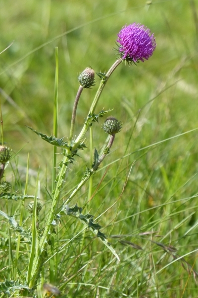 Pflanzenbild gross Rätische Berg-Distel - Carduus defloratus subsp. tridentinus