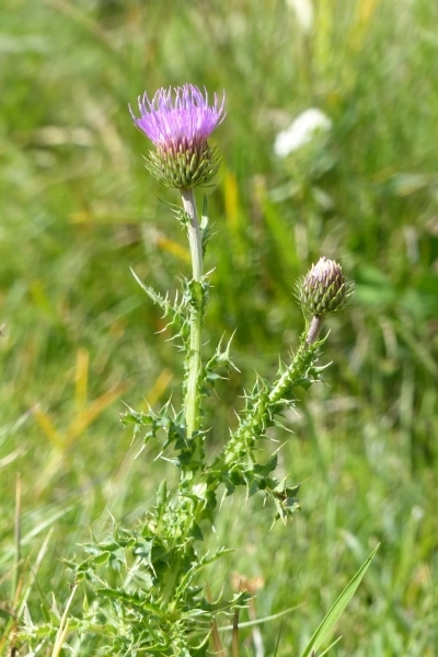 Pflanzenbild gross Rätische Berg-Distel - Carduus defloratus subsp. tridentinus