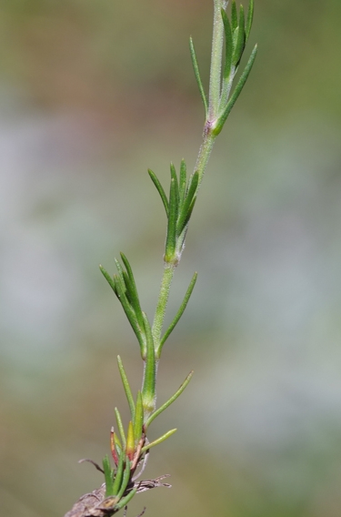 Pflanzenbild gross Lärchenblättrige Miere - Minuartia laricifolia