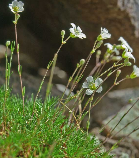 Pflanzenbild gross Lärchenblättrige Miere - Minuartia laricifolia