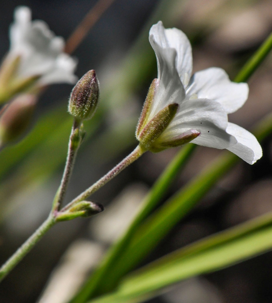 Pflanzenbild gross Lärchenblättrige Miere - Minuartia laricifolia