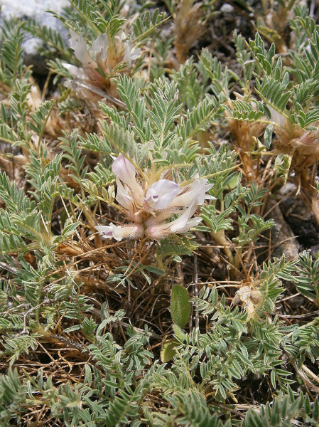 Pflanzenbild gross Dorniger Tragant - Astragalus sempervirens