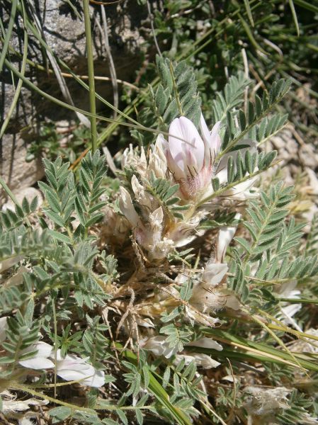 Pflanzenbild gross Dorniger Tragant - Astragalus sempervirens