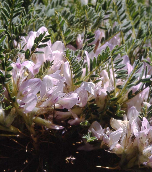 Pflanzenbild gross Dorniger Tragant - Astragalus sempervirens