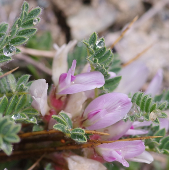 Pflanzenbild gross Dorniger Tragant - Astragalus sempervirens