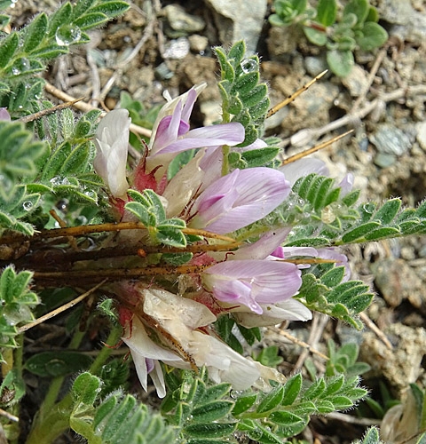 Pflanzenbild gross Dorniger Tragant - Astragalus sempervirens