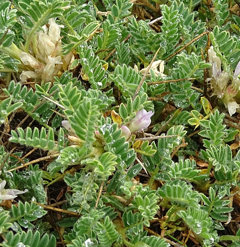 Pflanzenbild gross Dorniger Tragant - Astragalus sempervirens