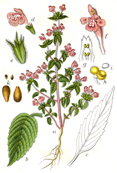 Pflanzenbild gross Acker-Hohlzahn - Galeopsis ladanum