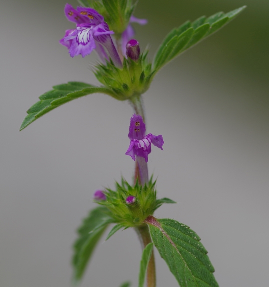 Pflanzenbild gross Acker-Hohlzahn - Galeopsis ladanum
