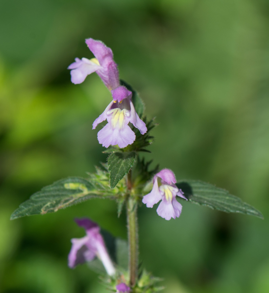 Pflanzenbild gross Acker-Hohlzahn - Galeopsis ladanum