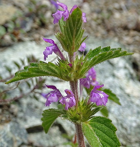 Pflanzenbild gross Acker-Hohlzahn - Galeopsis ladanum