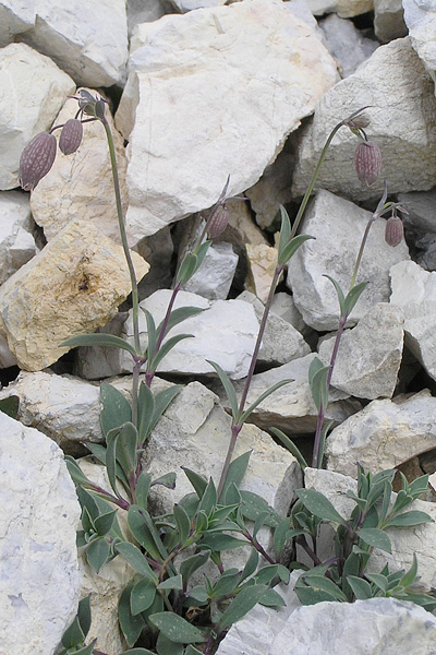 Pflanzenbild gross Alpen-Klatschnelke - Silene vulgaris subsp. glareosa