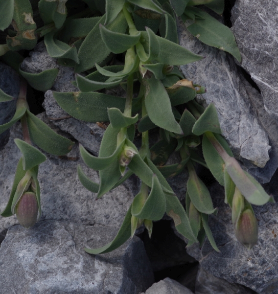 Pflanzenbild gross Alpen-Klatschnelke - Silene vulgaris subsp. glareosa