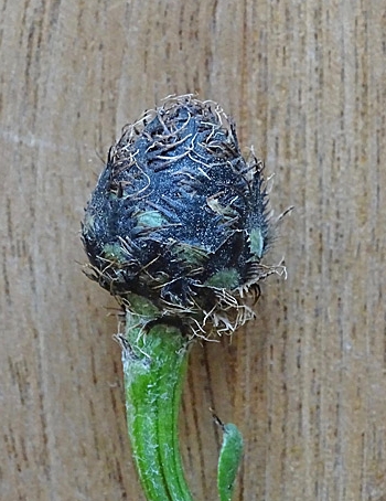 Pflanzenbild gross Alpen-Skabiosen-Flockenblume - Centaurea scabiosa subsp. alpestris